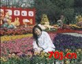 嫣紫嫣红