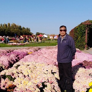 学校小白杨