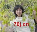 沉香鱼