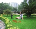 泪蝶纷飞舞